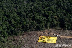 greenpeace-activists-indon-forest